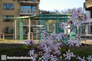 Im Frühling erblühende Magnolien, Wolkenpavillon, Thür Art Manufacture
