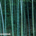 Farben des Bambus – grün-blau, Wolkenpavillon, Thür Art Manufacture
